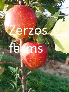 Zerzosfarms